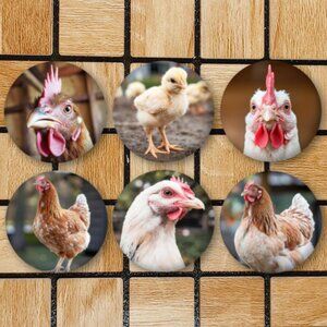 Chicken Fridge Magnets Set Of 6 Metal Magnets For Home Office Kitchen School